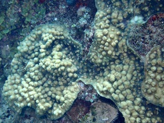 Mycedium elephantotus