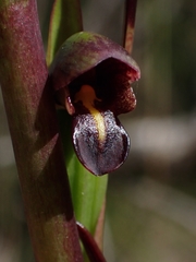 Orthoceras strictum