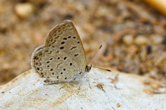 Zizeeria knysna