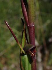 Orthoceras strictum