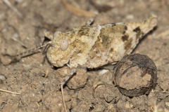 Oedipodinae
