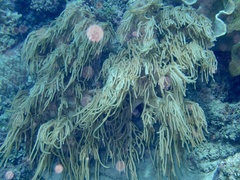 Sclerophytum flexibilis