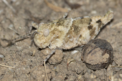 Oedipodinae