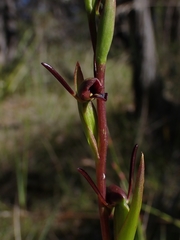 Orthoceras strictum