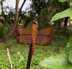 Camacinia gigantea