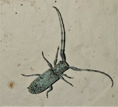 Eunidia spilota