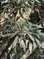 Rhododendron formosanum