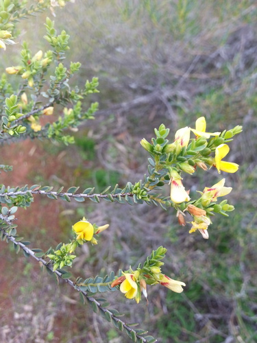 Eutaxia diffusa, photograph 5
