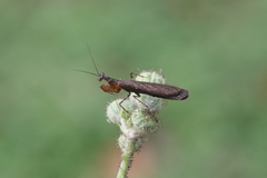 Pseudomiopteryx infuscata