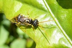 Pamphilius sylvaticus