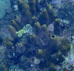 Porifera