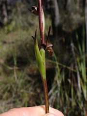 Orthoceras strictum