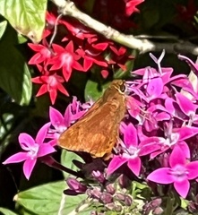 Cephrenes augiades