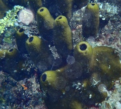 Porifera