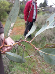 Eucalyptus phenax