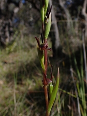 Orthoceras strictum