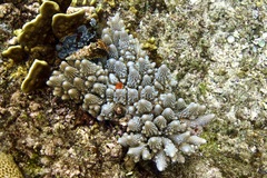 Acropora monticulosa