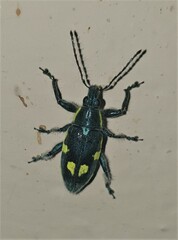 Polyclaeis longicornis