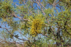 Hakea eyreana