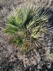 Chamaerops humilis