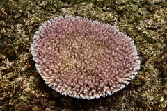 Acropora tenuis