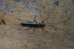 Plecoptera