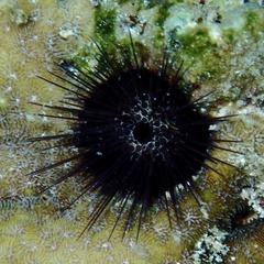Echinostrephus