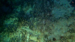 Callistoctopus macropus