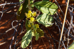 Androcalva loxophylla