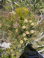 Protea scolymocephala