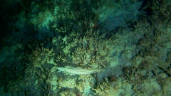 Callistoctopus macropus