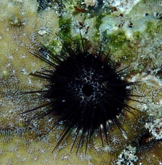 Echinostrephus