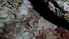 Cronius ruber