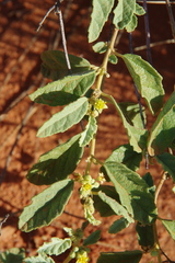 Androcalva loxophylla