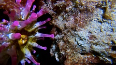 Telmatactis cricoides