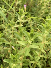 Limnophila aromatica