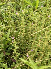 Limnophila aromatica