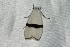 Vamuna alboluteola