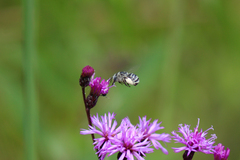 Melissodes denticulatus