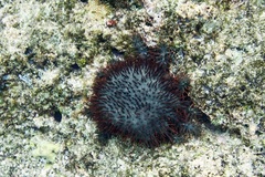 Acanthaster planci