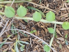 Curio rowleyanus