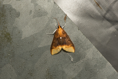 Lipararchis tranquillalis