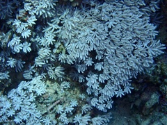 Clavularia