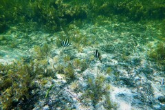 Pseudogoniistius nigripes