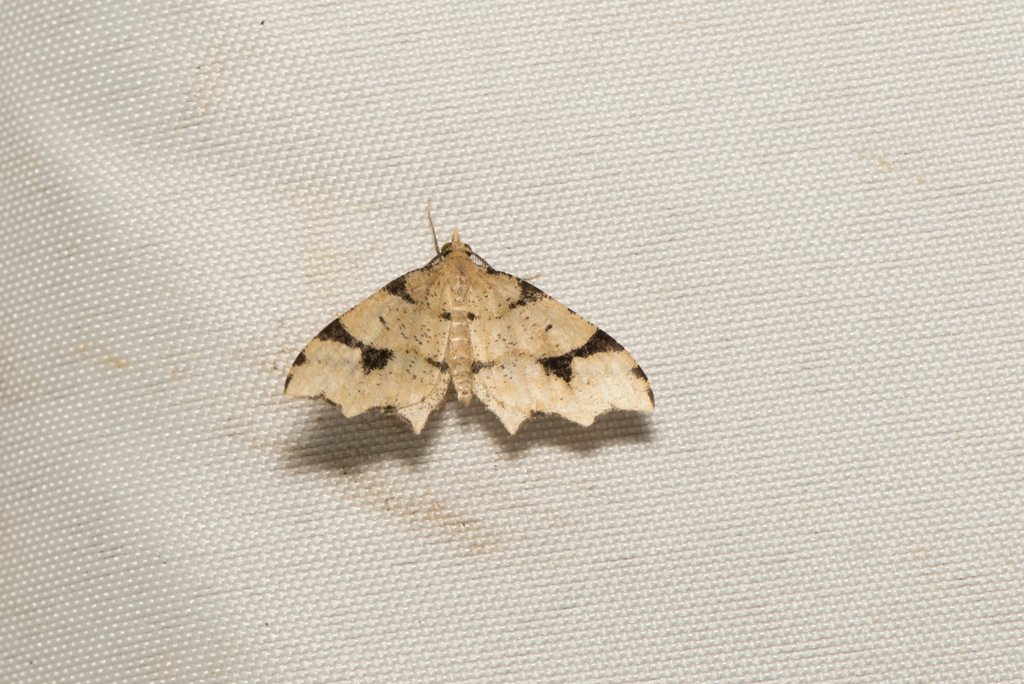 Lobogonia aculeata