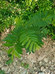 Pterocarya stenoptera