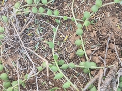 Curio rowleyanus