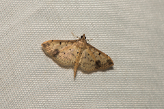 Herpetogramma cynaralis