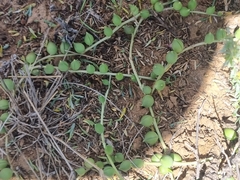 Curio rowleyanus