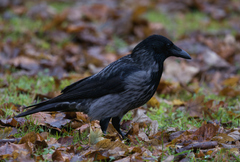 Corvus cornix × corone